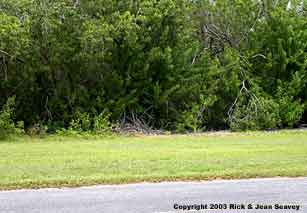 Brazilian pepper in Flamingo, Everglades National Park, 2003.