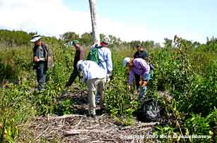 University of Miami botany students researching exotic plant regrowth in Flamingo, Everglades National Park.