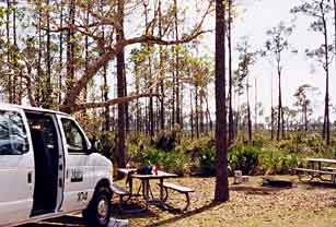 Everglades Long Pine Key, University of Miami 1999 campsite.