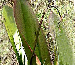 Mule Ear bent stalk.