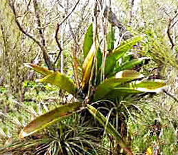 Healthy Mule Ear plant.