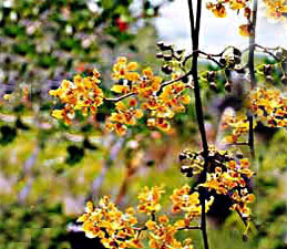 Mule ear flowers.