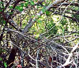 Tangled branches of Brazilian Pepper.