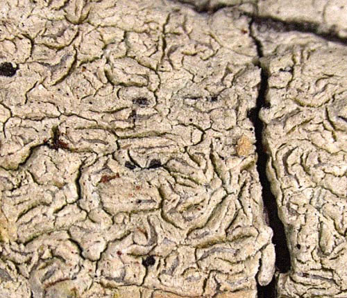 Acanthothecis floridensis
