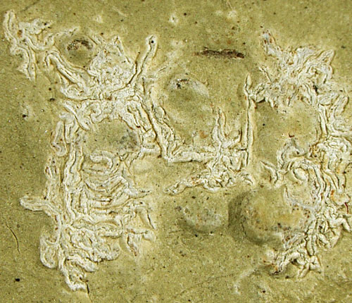 Acanthothecis mosquitensis