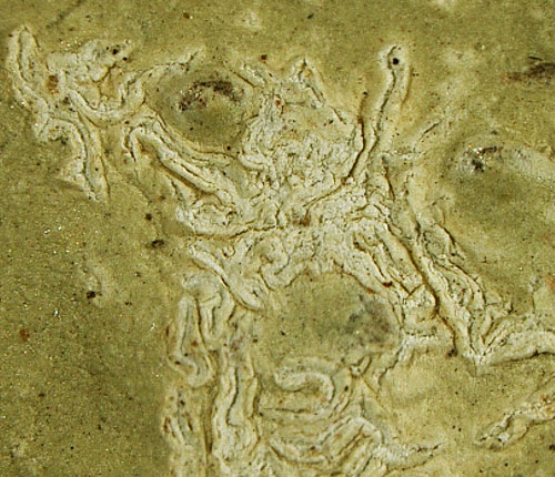 Acanthothecis mosquitensis