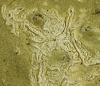 Acanthothecis mosquitensis