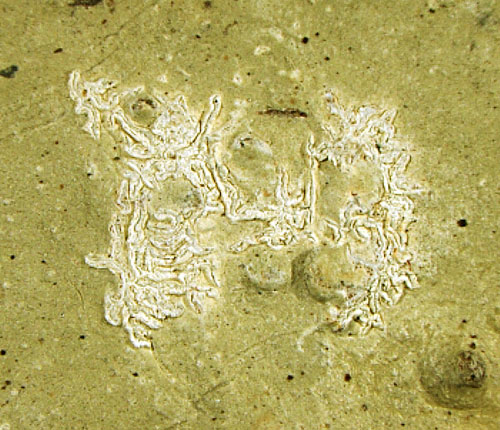 Acanthothecis mosquitensis