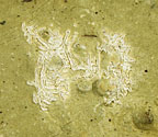 Acanthothecis mosquitensis