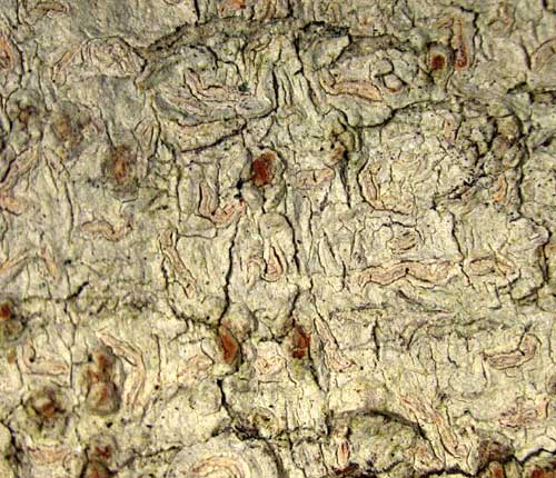 Acanthothecis poitaeoides