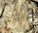 Acanthothecis poitiaeoides