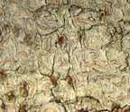 Acanthothecis poitiaeoides