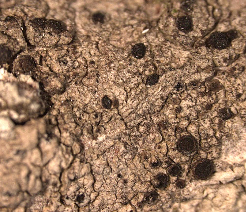 Amandinea placodiomorpha