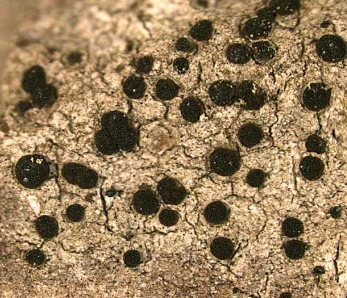 Amandinea polyspora