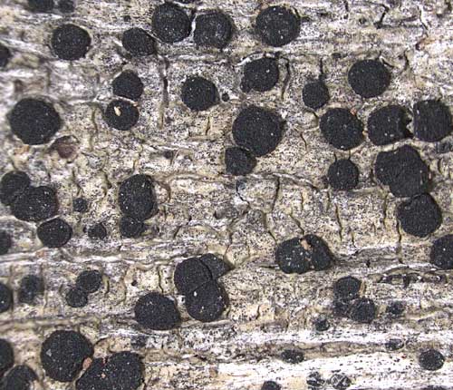 Amandinea punctata