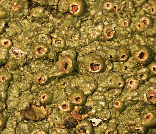 Ampliotrema auratum