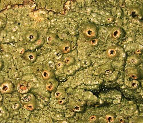 Ampliotrema auratum
