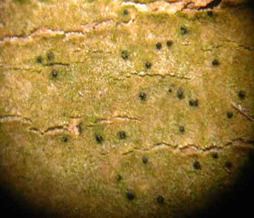 Anisomeridium albisedum