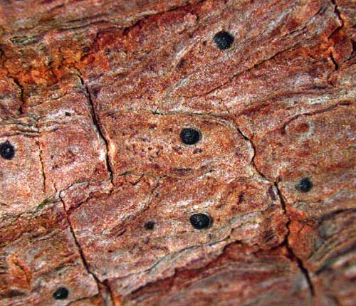 Anisomeridium subprostans