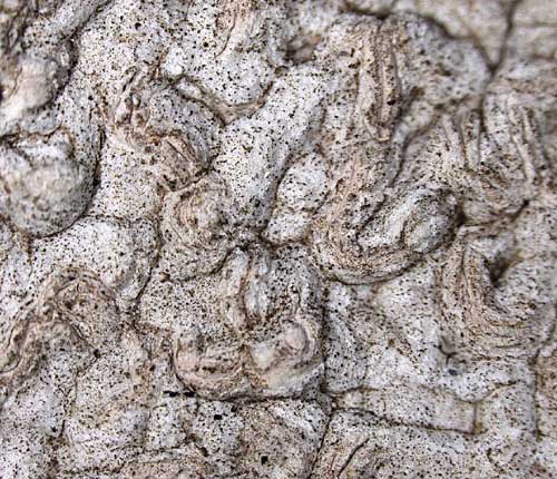 Anomomorpha turbulenta