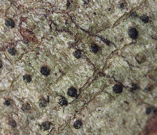 Anthracothecium staurosporum