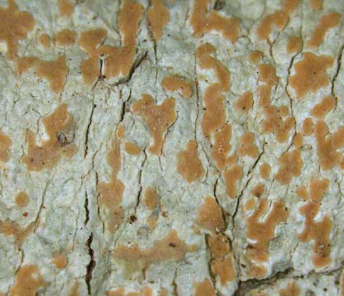 Arthonia antillarum (syn. A. ochrolutea)