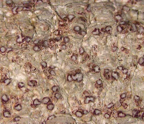 Arthonia cinnabarina