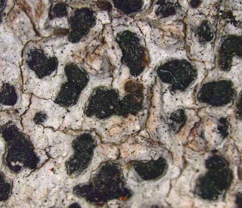 Arthonia complanata