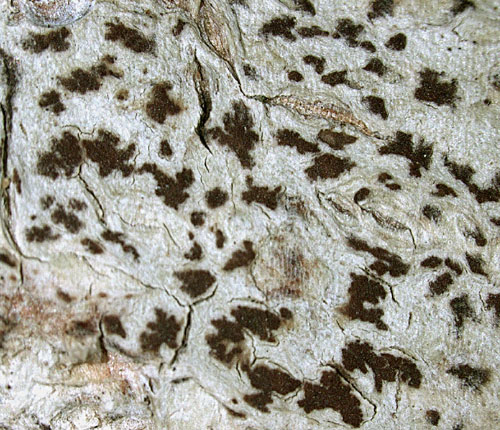 Arthonia conferta