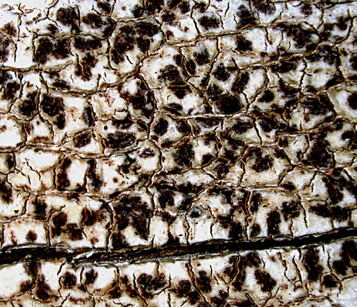 Arthonia conferta