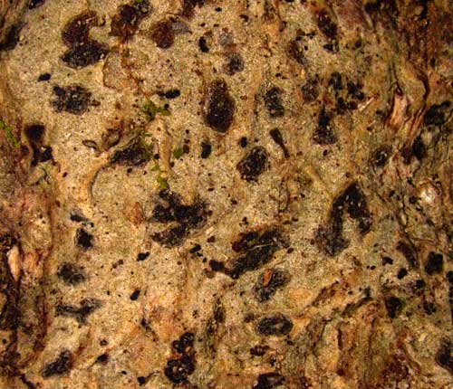 Arthonia distendens