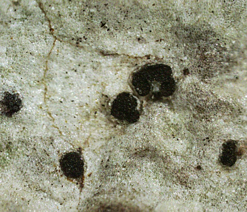 Arthonia floridana