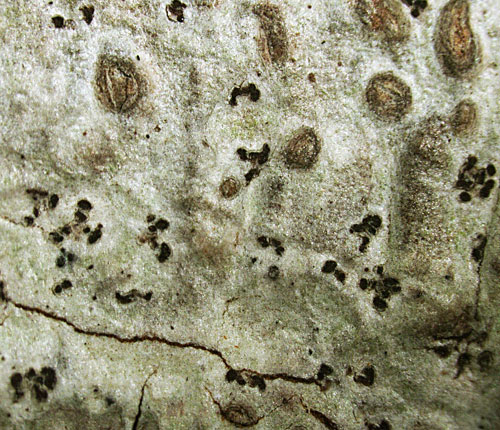 Arthonia floridana