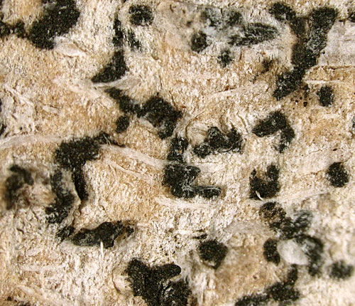 microsperma