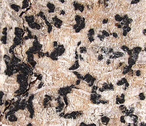 microsperma