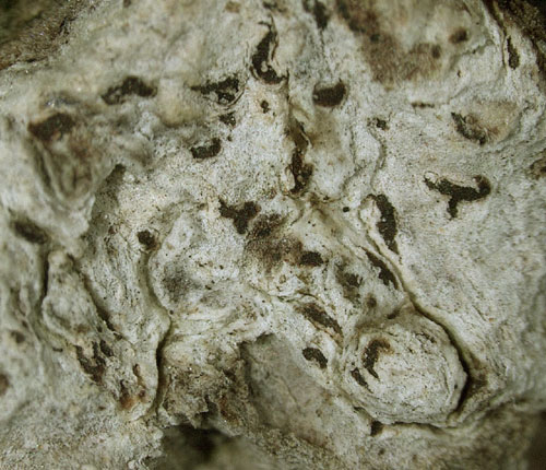 Arthonia microspermella