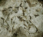Arthonia microspermella