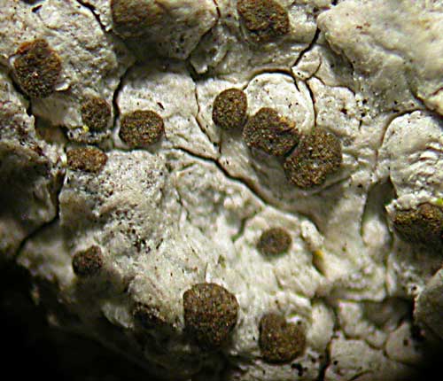 Arthonia ochrodiscodes