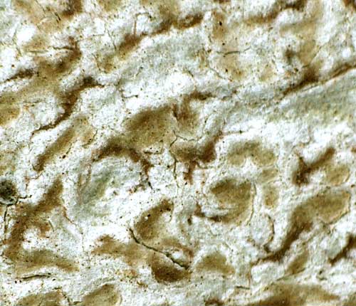Arthonia ochrospila