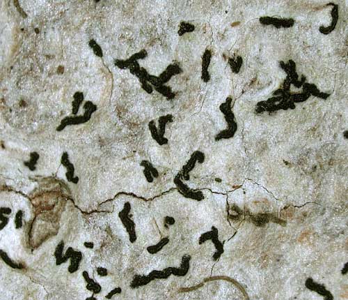 Arthonia oxytera