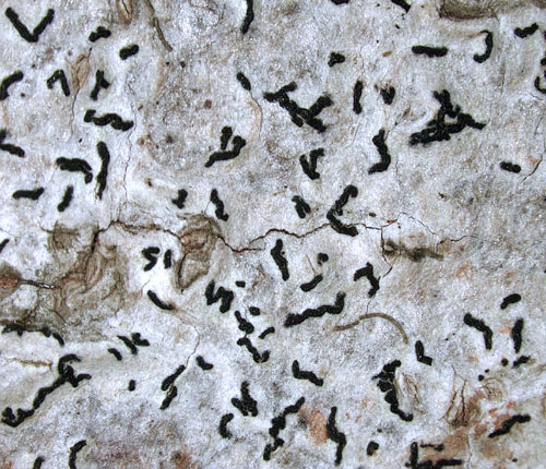 Arthonia oxytera