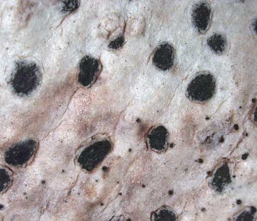 Arthonia platygraphidea