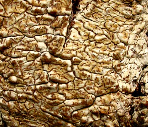 Arthonia platyspilea