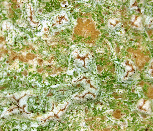 Arthonia pseudostromatica