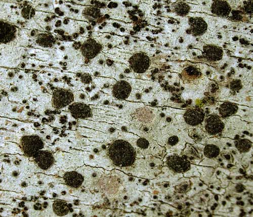 Arthonia reniformis
