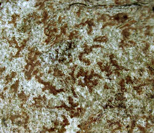Arthonia rubella