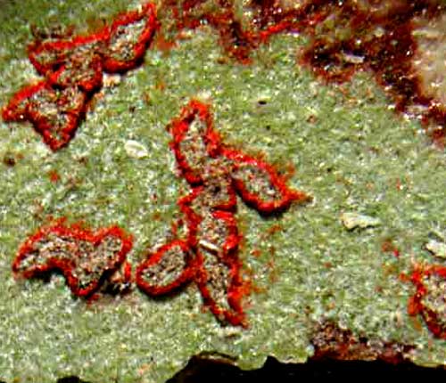 Arthonia rubrocincta