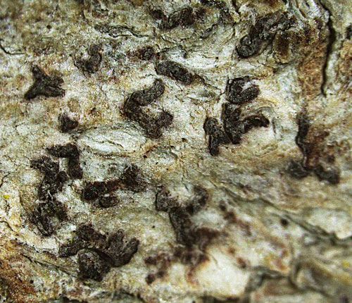 Arthonia speciosa