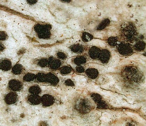 Arthonia  tavaresii
