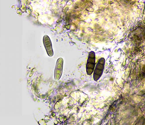 Arthonia  tavaresii